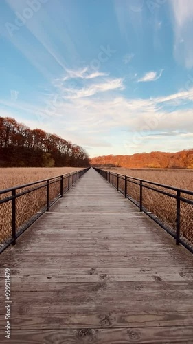 autumn forest bridge