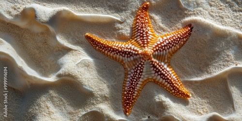 Starfish Resting on Sandy Beach Surface photo