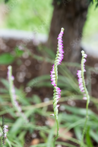 Beautiful Chinese spiranthes (Spiranthes sinensis) flowers. photo