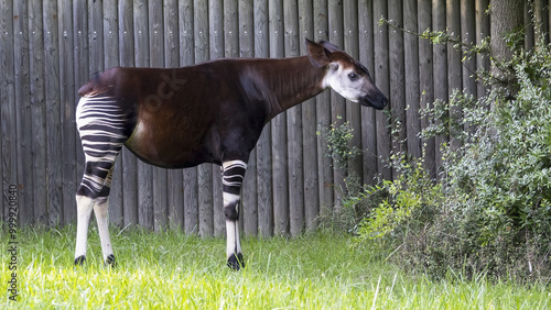 Canvas Print The okapi (Okapia johnstoni) is an artiodactyl mammal that is endemic to the northeast Democratic Republic of the Congo in central Africa