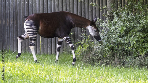 фотографія The okapi (Okapia johnstoni) is an artiodactyl mammal that is endemic to the northeast Democratic Republic of the Congo in central Africa