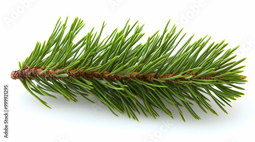 Close Up of a Pine Branch w...