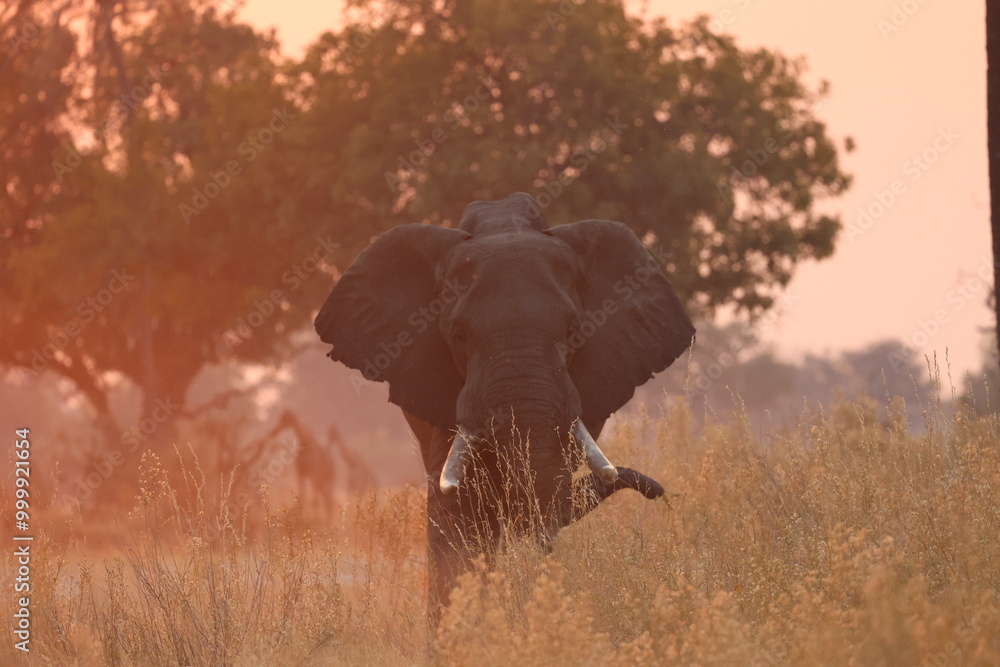 Obraz premium elephant at sunset