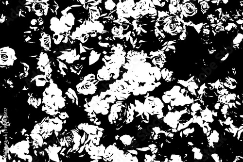 Silhouette of flowers on transparent background