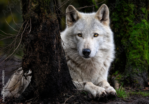 A close up of a Grey Wolf (Gray Wolf) in the trees