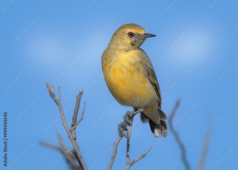 Wild male orange chat (Epthianura aurifrons) perched on a branch with a blue sky behind, Australia Wild male orange chat (Epthianura aurifrons) perched on a branch with a blue sky behind, Australia