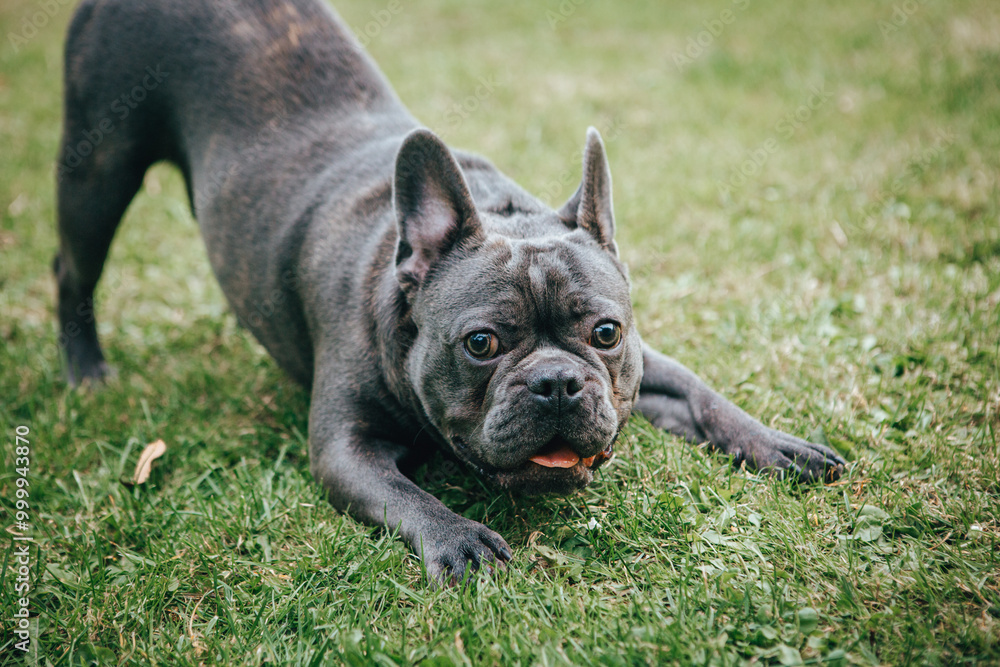 Close-up of a black French Bulldog doing a downward dog yoga pose in a garden Close-up of a black French Bulldog doing a downward dog yoga pose in a garden