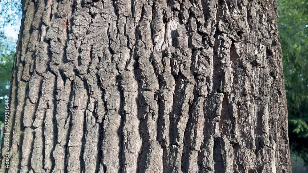 A low-angle view of a massive oak tree trunk with textured bark, stretching upwards towards leafy branches and a blue sky, video A low-angle view of a massive oak tree trunk with textured bark, stretching upwards towards leafy branches and a blue sky, video