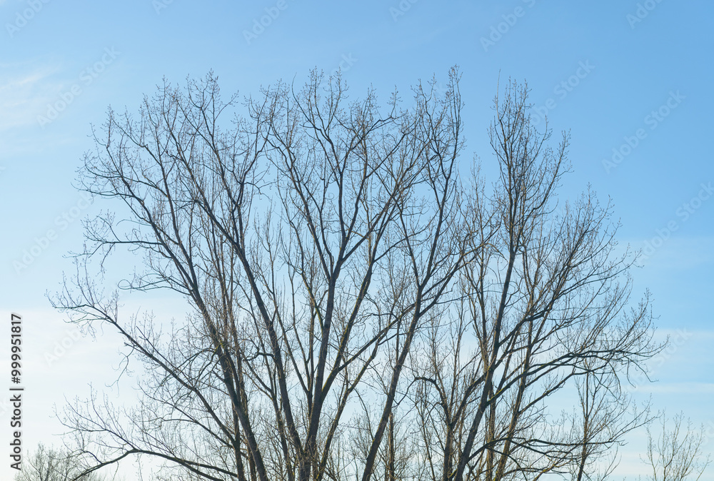 Tree without foliage against blue sky during winter Tree without foliage against blue sky during winter