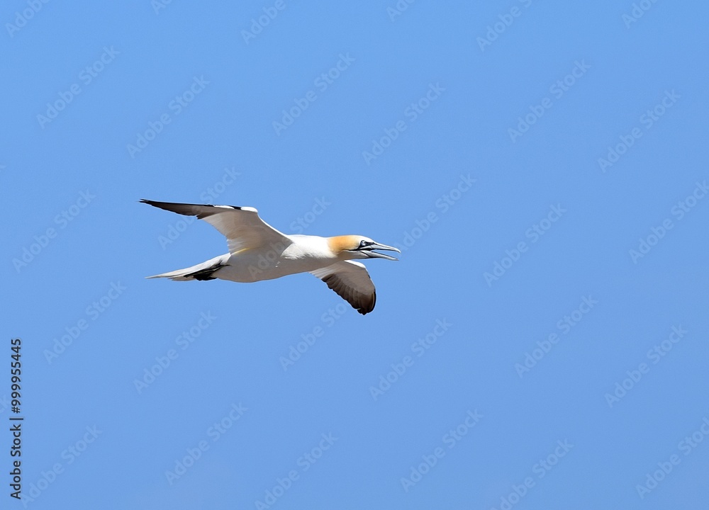 Flying Gannet Bird over the Bonaventure Island in Perce, Gaspesie, Quebec, Canada, with a blue sky Flying Gannet Bird over the Bonaventure Island in Perce, Gaspesie, Quebec, Canada, with a blue sky