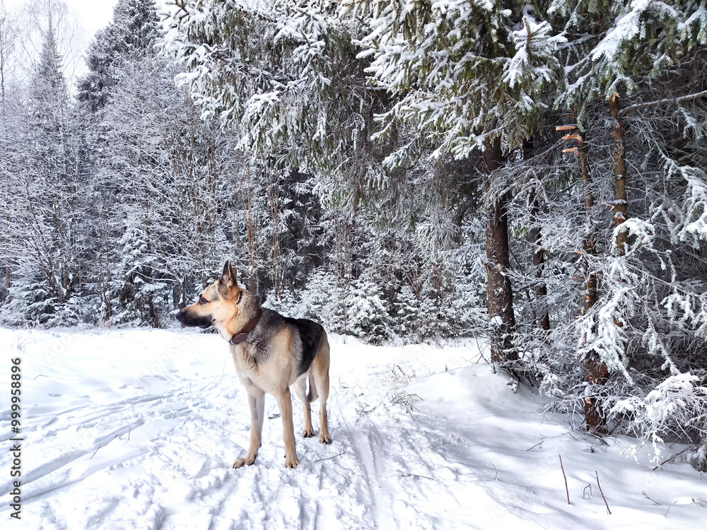 Dog German Shepherd in a forest or in a park in a winter day and white snow arround. Waiting eastern European dog veo and white snow Dog German Shepherd in a forest or in a park in a winter day and white snow arround. Waiting eastern European dog veo and white snow