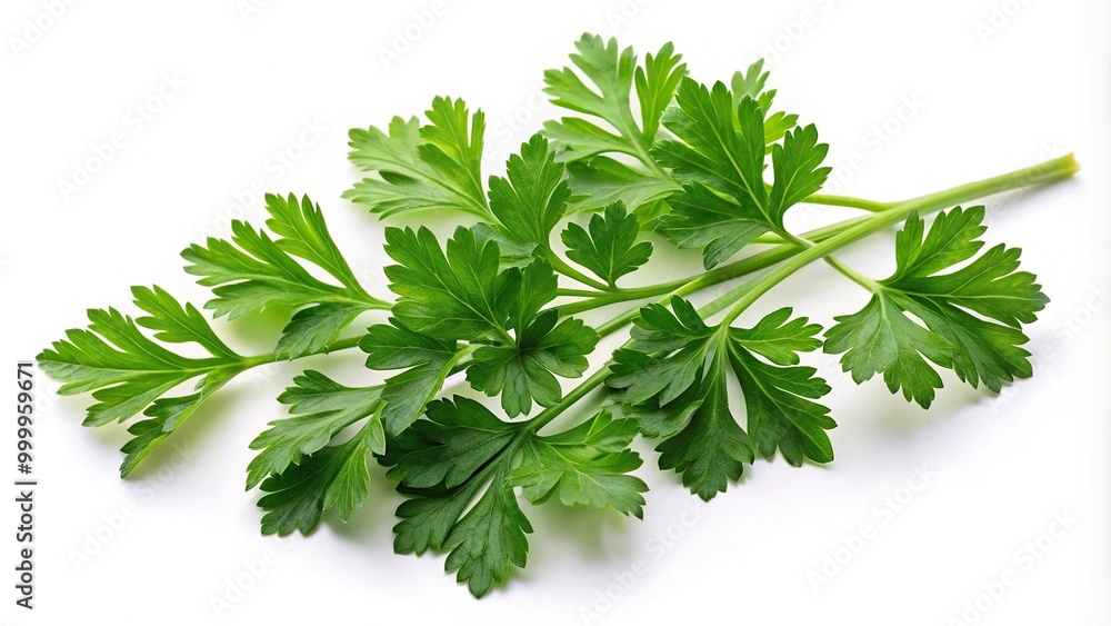 High angle view of fresh parsley leaves isolated on white background High angle view of fresh parsley leaves isolated on white background