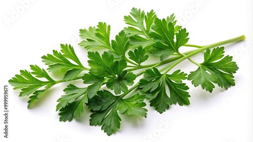 High angle view of fresh parsley leaves isolated on white background