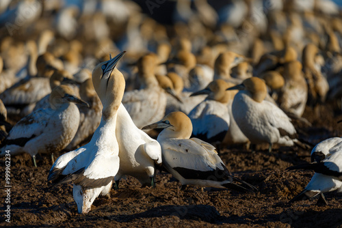 Image Number A1R540732. Male and female Cape gannet (Morus capensis) birds engaging in mating ritual. Bird Island, Lambert's Bay, Western Cape, South Africa. photo