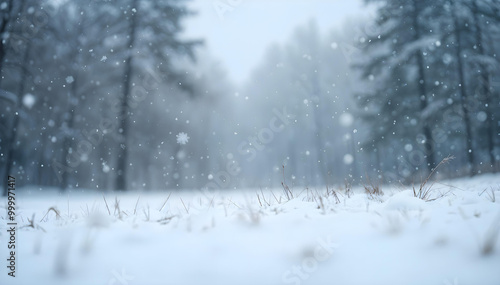 snow covered trees in winter