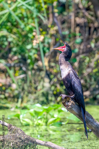 Anhinga with Open Mouth on a Jutting Log in Lagoon in Audubon Park, New Orleans, LA, USA photo