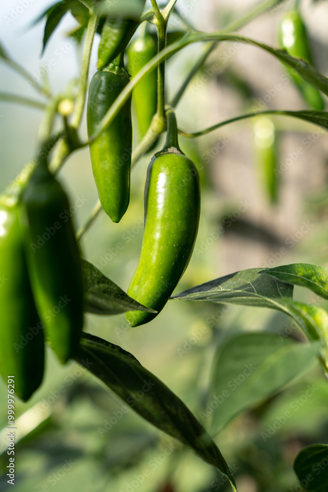 Fresh unripe green red chili pepper growing in greenhouse Fresh unripe green red chili pepper growing in greenhouse