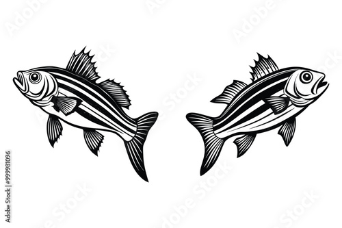 This is striped bass fish vector illustration design