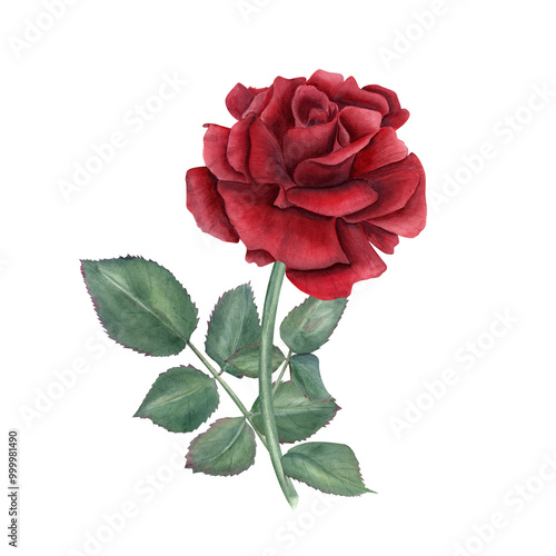 Single ruby rose on stem with green leaves watercolor illustration. Vintage realistic romantic flower composition for wedding arrangement, bridal shower, birthday greetings, memory day cards