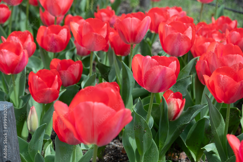 Tulip flowers blooming in the garden. Red tulips flowerbed. City park decoration in Spring Tulip flowers blooming in the garden. Red tulips flowerbed. City park decoration in Spring