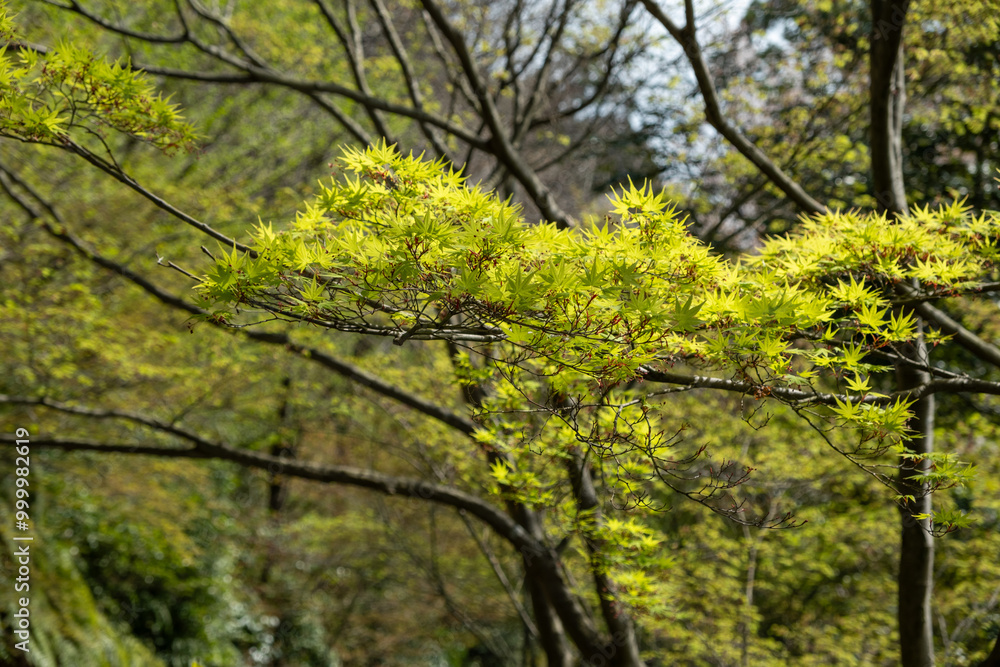 Maple green leaves, Acer palmatum tree foliage Japanese garden in Spring. Maple green leaves, Acer palmatum tree foliage Japanese garden in Spring.
