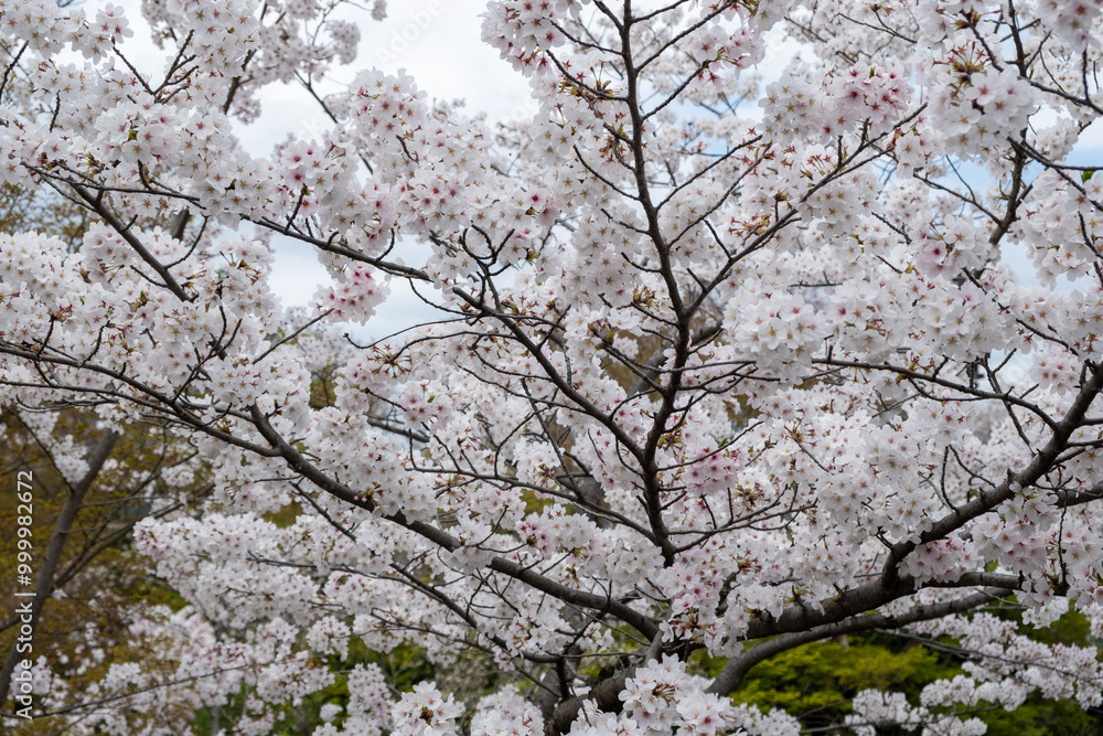 Cherry bloosom, blooming cherry trees closeup. Springtime, sakura tree flowers in Japan Cherry bloosom, blooming cherry trees closeup. Springtime, sakura tree flowers in Japan