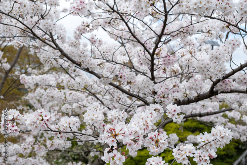 Cherry bloosom, blooming cherry trees closeup. Springtime, sakura tree flowers in Japan photo