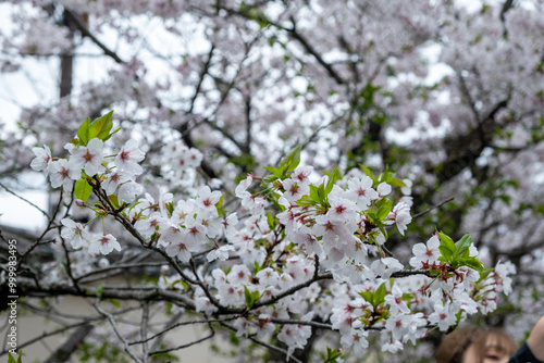 Cherry bloosom, blooming cherry tree closeup. Springtime, sakura tree flowers in Japan photo