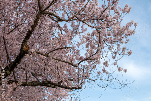 Cherry bloosom, blooming cherry trees on blue sky. Sakura tree flowers, sunny spring day in Japan photo