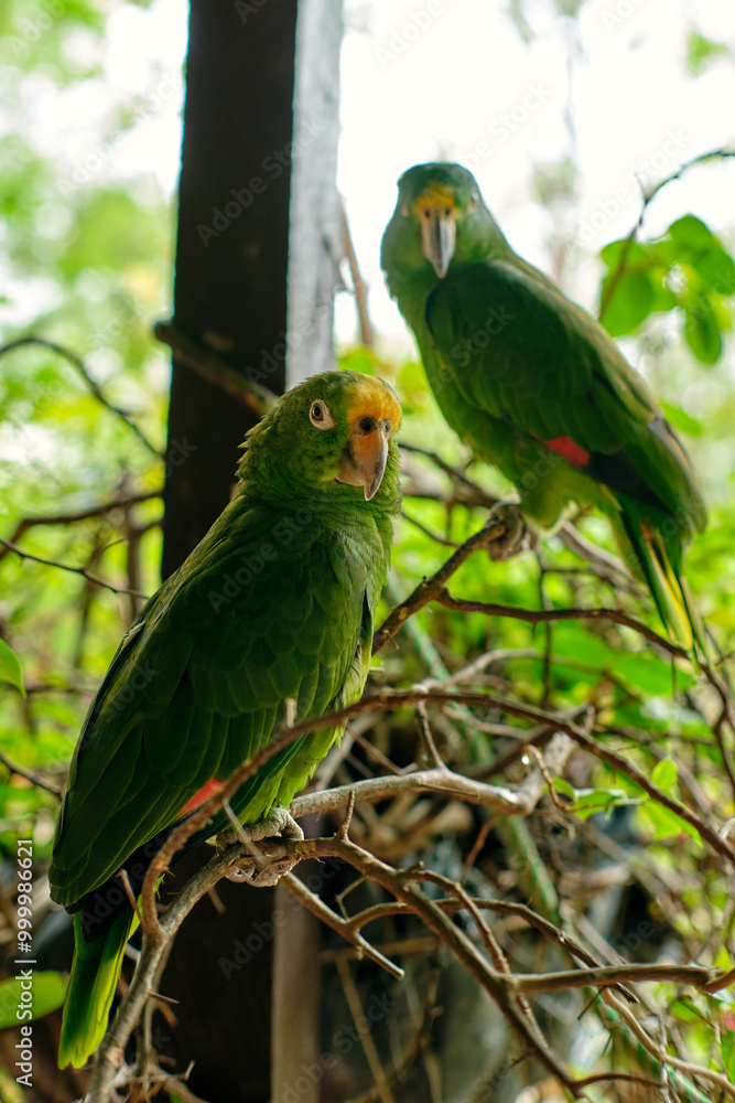 Obraz premium Couple of green parrots perched on a branch, Tatacoa Desert, Colombia