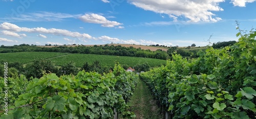 Tableau sur toile vineyard summer grapes in south moravia wine region
