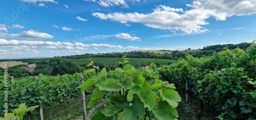 vineyard summer grapes in south moravia wine region