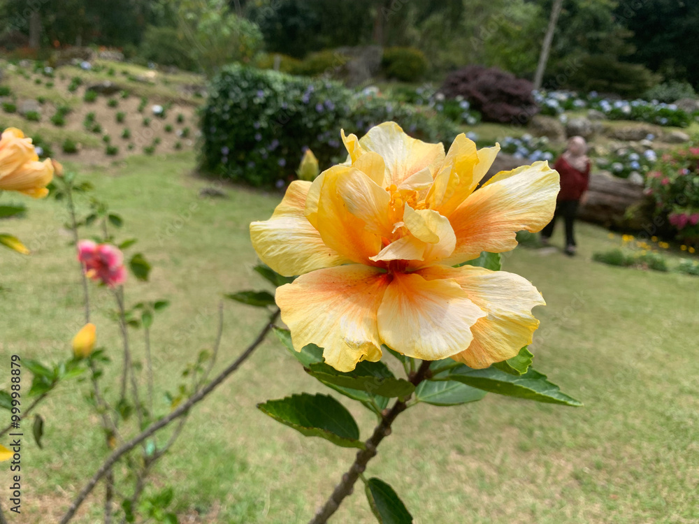 Fototapeta premium Magnolia Blossoms Against a Blue Sky
