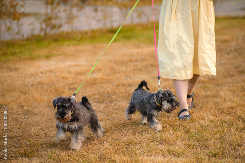 Photography Two miniature schnauzer dogs walking on leashes next to a person in a yellow dress on a dry grassy field