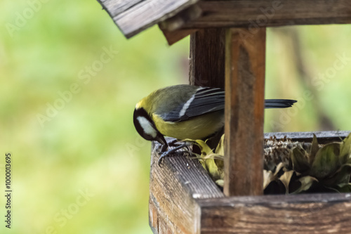 Obraz na płótnie Great tit, Parus major, single bird on feeder. Photo project : Birds w salonie