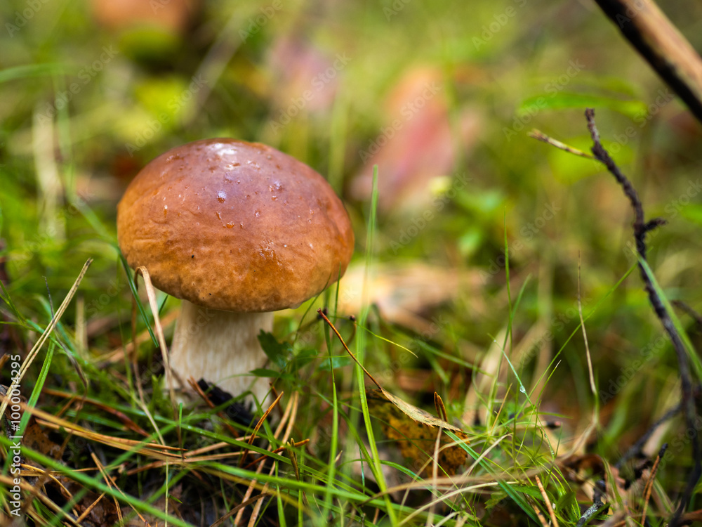 Boletus in the forest, cep, penny bun, porcino, porcini Boletus in the forest, cep, penny bun, porcino, porcini