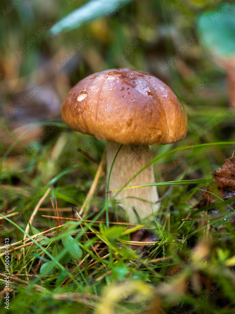 Boletus in the forest, cep, penny bun, porcino, porcini Boletus in the forest, cep, penny bun, porcino, porcini