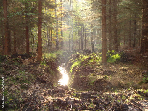 morning in the woods