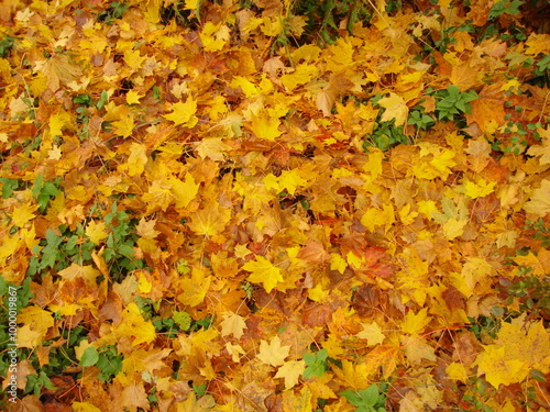 autumn leaves background