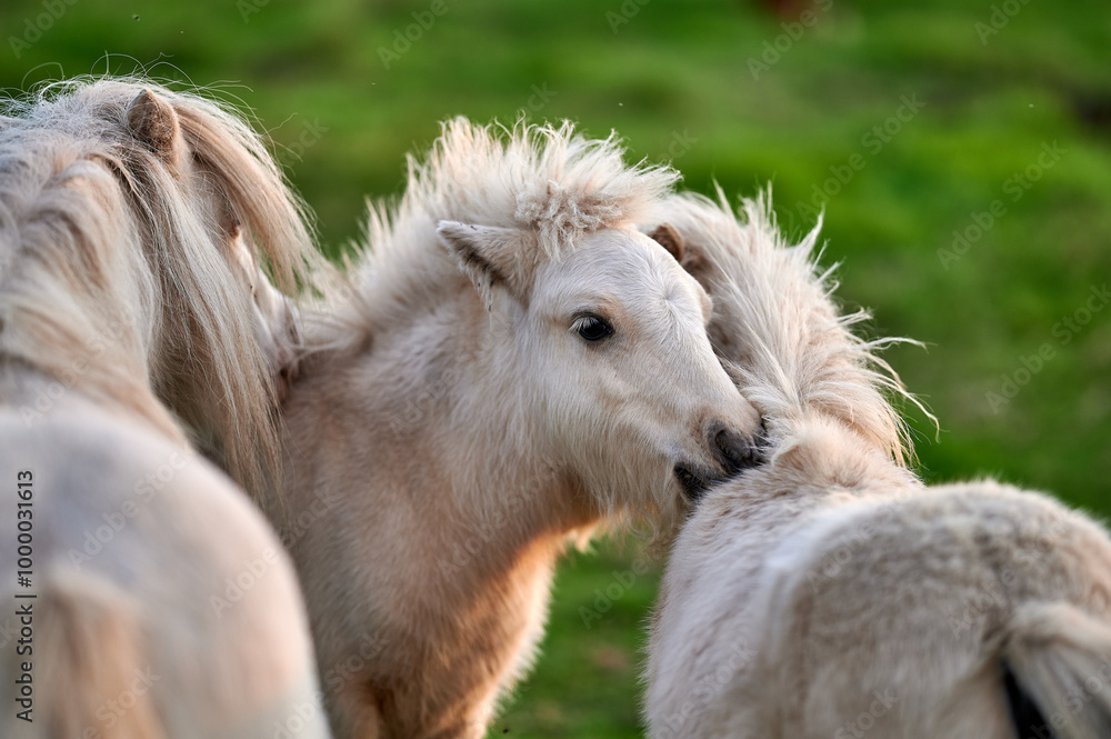 Young Ponies Nuzzling and Socializing in a Peaceful Evening Pasture in Rural Iceland, Captured in Soft Ambient Light