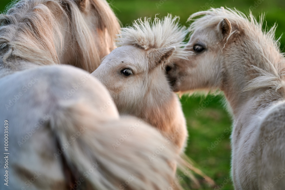 Young Ponies Nuzzling and Socializing in a Peaceful Evening Pasture in Rural Iceland, Captured in Soft Ambient Light