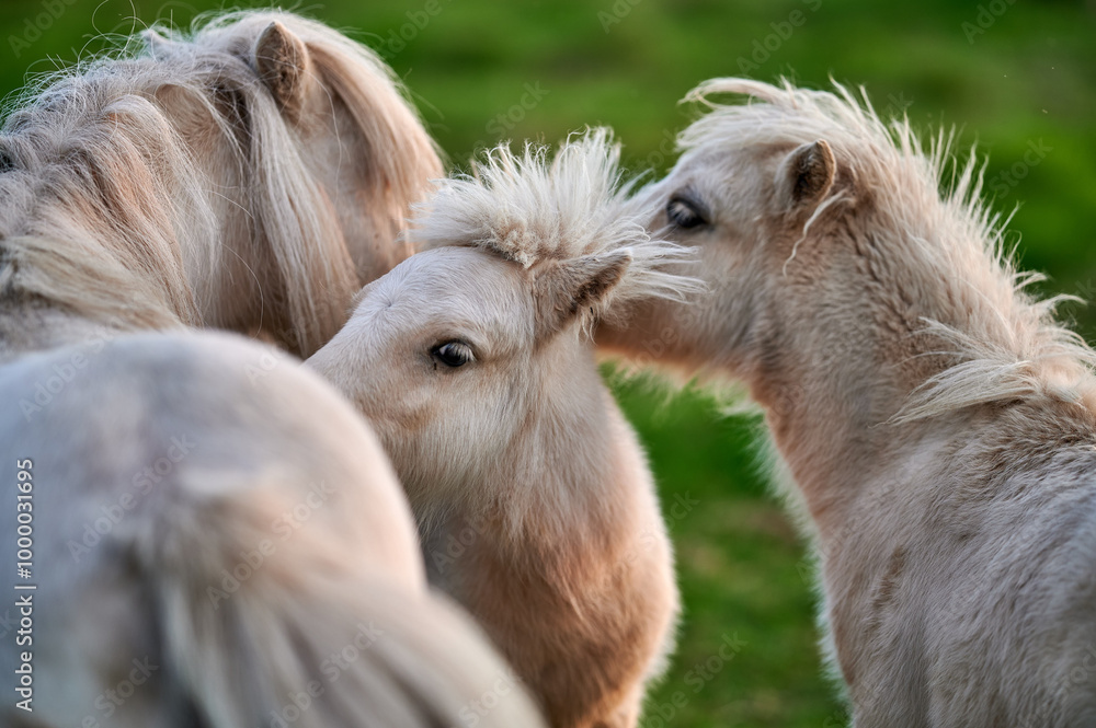 Young Ponies Nuzzling and Socializing in a Peaceful Evening Pasture in Rural Iceland, Captured in Soft Ambient Light