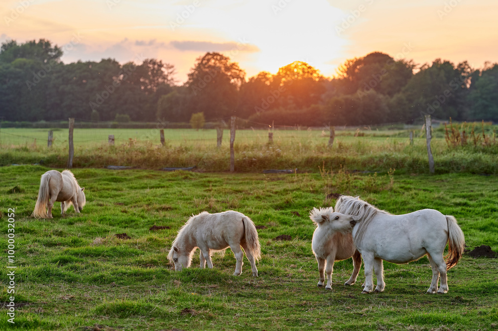 Ponies Grazing and Socializing in a Vibrant Pasture at Sunset in Rural Iceland, Bathed in Golden Ambient Light