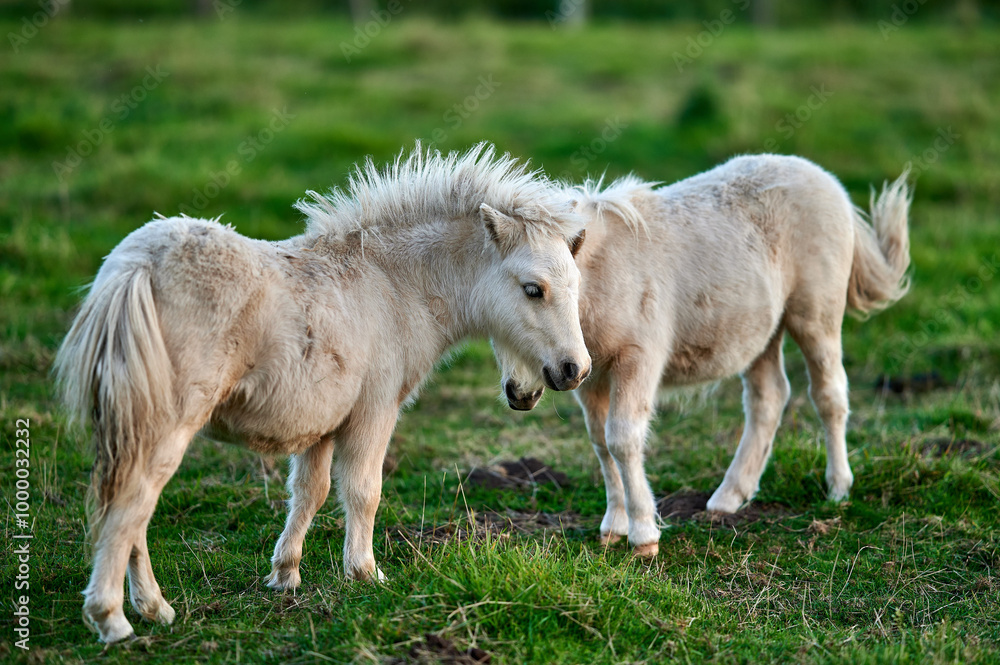 Young Ponies Nuzzling and Socializing in a Peaceful Evening Pasture in Rural Iceland, Captured in Soft Ambient Light