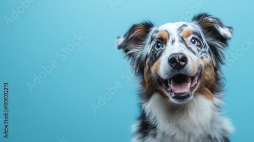 A happy dog with striking fur and expressive eyes against a blue background.