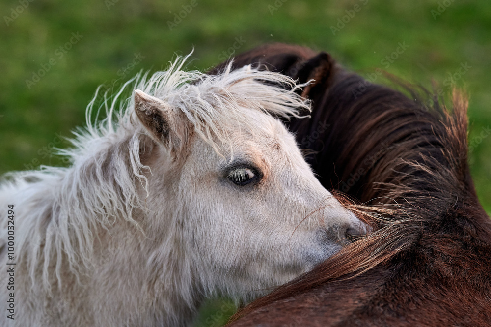 White Pony Playfully Nuzzling a Brown Pony in an Evening Pasture in Rural Iceland, Captured in Soft Ambient Light