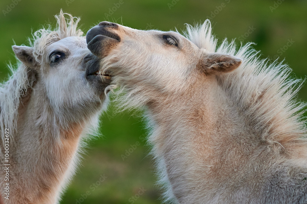 Two Young Ponies Nuzzling in an Evening Pasture in Rural Iceland, Captured in Soft Natural Light, Displaying Affectionate Behavior