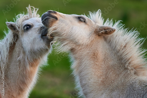 Obraz na płótnie Two Young Ponies Nuzzling in an Evening Pasture in Rural Iceland, Captured in Soft Natural Light, Displaying Affectionate Behavior w salonie