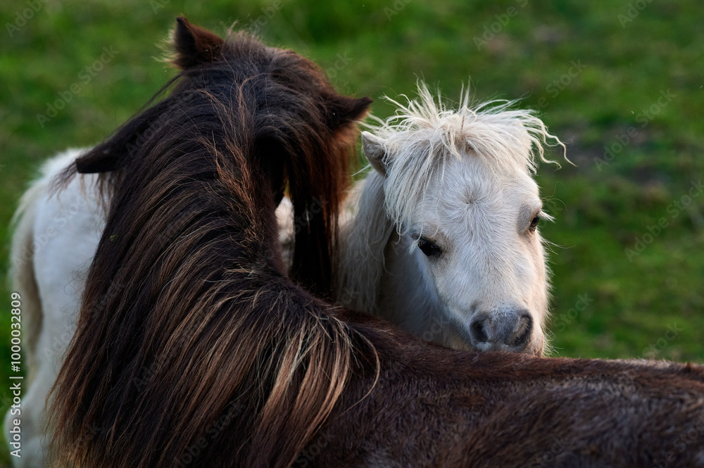 White Pony Playfully Nuzzling a Brown Pony in an Evening Pasture in Rural Iceland, Captured in Soft Ambient Light