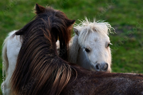 Obraz na płótnie White Pony Playfully Nuzzling a Brown Pony in an Evening Pasture in Rural Iceland, Captured in Soft Ambient Light w salonie
